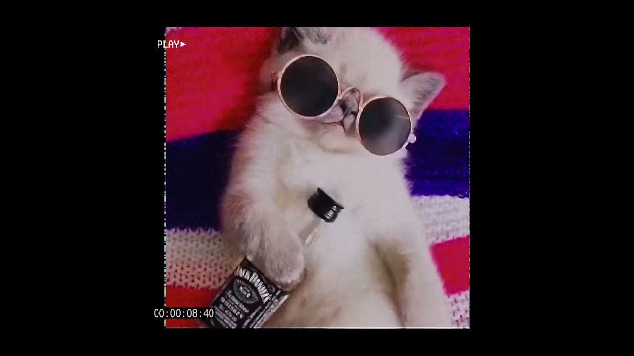 Go Kitty Go (Extended)