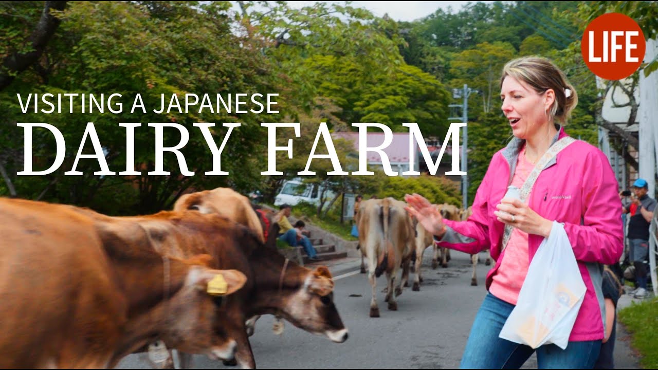 Visiting a Japanese Dairy Farm 🐮 Life in Japan EP 266