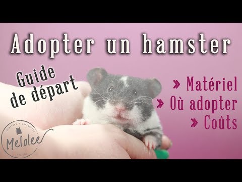 Vidéo: Ce Que Vous Devez Savoir Avant D'acheter Un Hamster