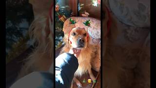 Golden Retriever XMas Transformation #christmas #goldenretiever #cutepuppy