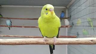 BABY PARAKEET SINGING sound to cheer up your bird | Sound of female parakeet calling talking