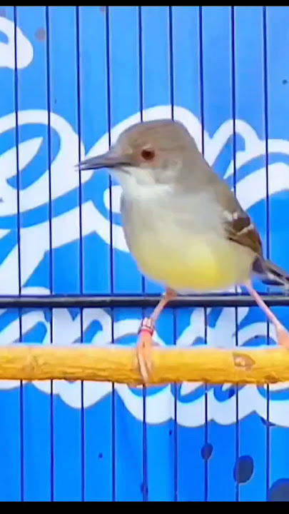 Ciblek Semi Gacor Ngebren