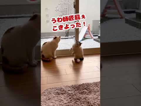 屁をこいたと勘違いして急に逃走しだす子猫【おしゃべりする猫】 #Shorts