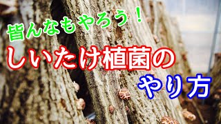 【キノコは無農薬無肥料】しいたけ原木の植菌のやりかた