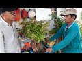 S.176 (sdt:0934.938.011) Bạch tử đằng quá đẹp. GIẢM GIÁ MẠNH bằng lăng và bạch mai