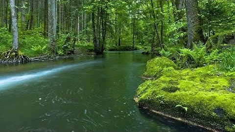 The lost Jungle (cinematic Unreal engine nature cinematic video 💕 😘