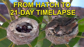 Hummingbird Babies TIMELAPSE: 21 Days in 2 Minutes