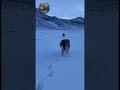 ADVANCING TO KILL! Two Giant Wild Wolves Close In On Cameraman! 😱🐺🚨