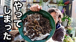 半年放置してしまった植物が神　【園芸超人カーメン君】