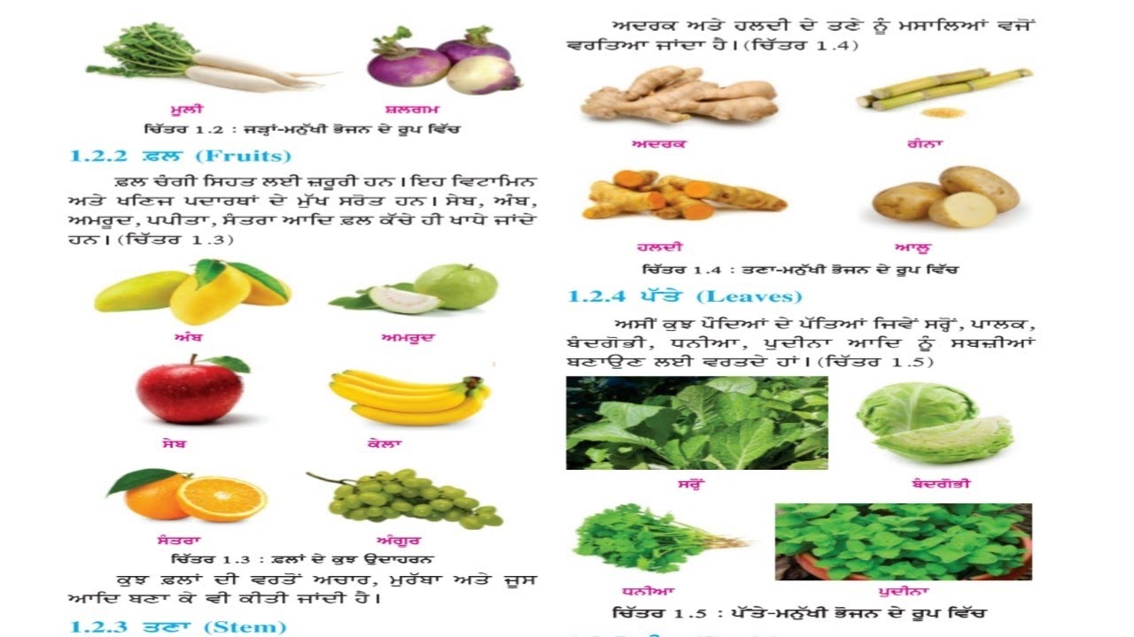 Pseb class 6th science chapter 1 food where does it come from