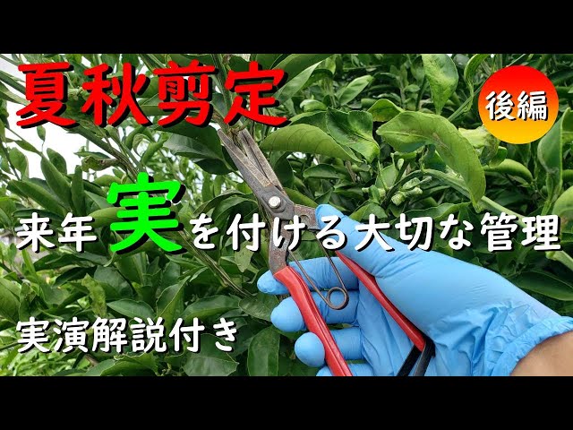 Introducing summer bud pruning (bud removal and pinching) for