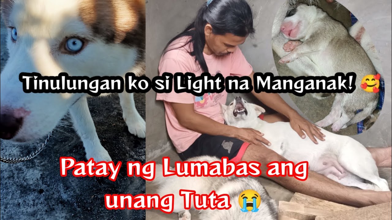 Helping My PREGNANT DOG GIVE BIRTH YouTube helping-my-pregnant-dog-give-birth-youtube