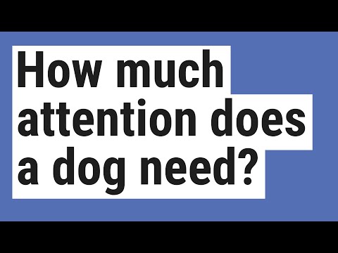 How much attention does a dog need? How much attention does a dog need?