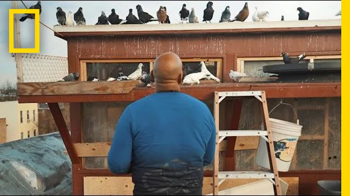 See How Pigeons Saved This Man From a Life on the Streets | Short Film Showcase