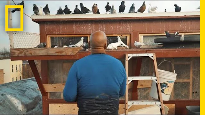 See How Pigeons Saved This Man From a Life on the Streets | Short Film Showcase - DayDayNews
