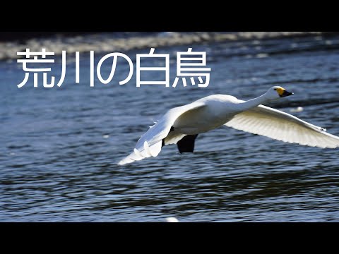 近くの荒川へ白鳥を撮りにいきました（埼玉県深谷市）