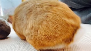 目の前でコテンの出血大サービスのウサちゃん　#849
