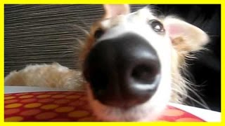 Borzoi how cute he is funny video by Puppy Love 8,944 views 8 years ago 13 minutes, 10 seconds