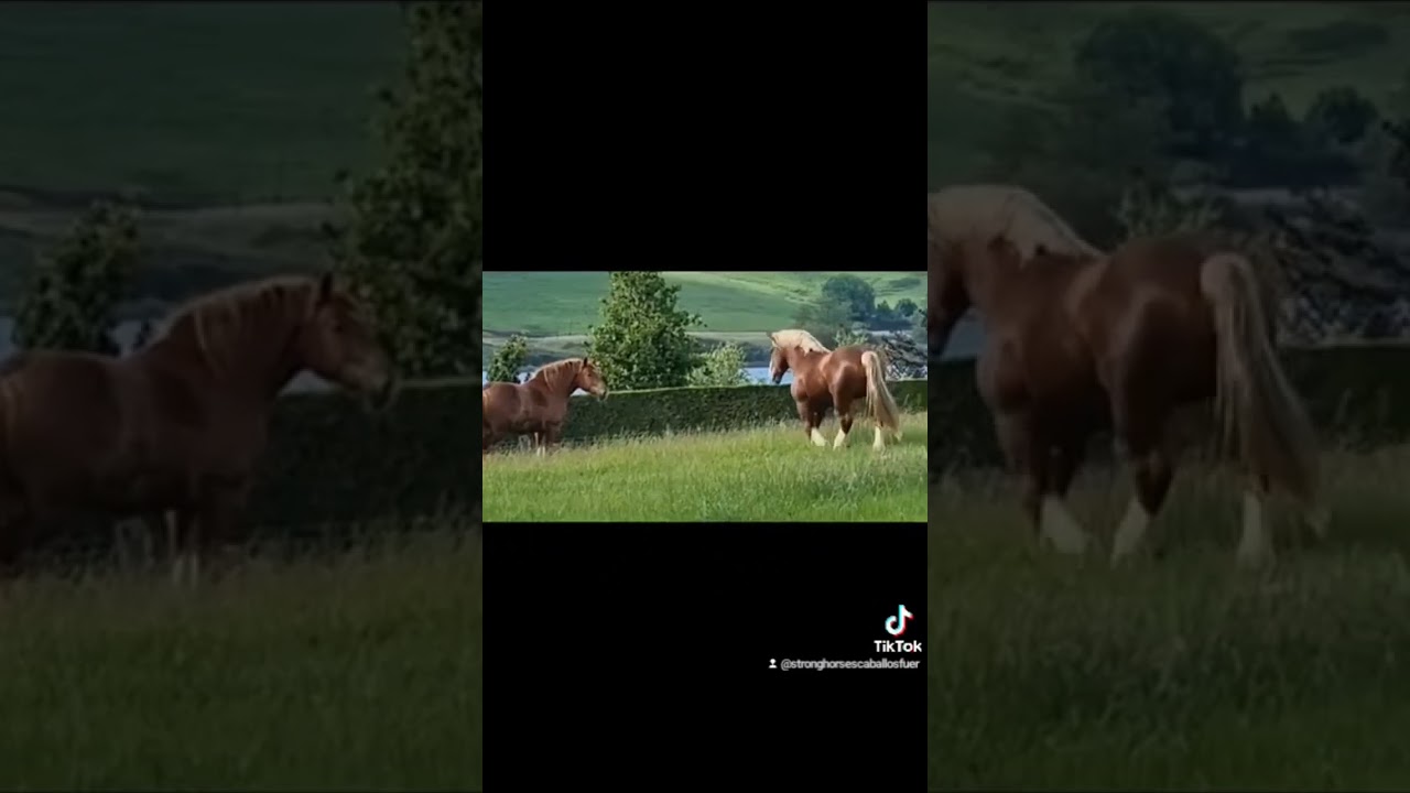 Almirante PLC. Semental bretón puro de 3 años. Yeguada Sierra de Guadalupe (Cantabria)