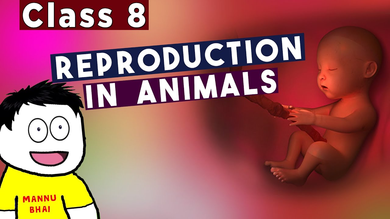 class 8 science chapter 9 - Reproduction in Animals Full Chapter | Mannu Ka  Gyan - YouTube