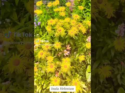 Video: Information om Inula-planter - Tips til dyrkning af Inula-planter