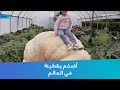 أضخم يقطينة في العالم 