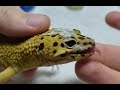 Leopard Gecko Stuck Shed Treatment | Updates On Once Blind Gecko