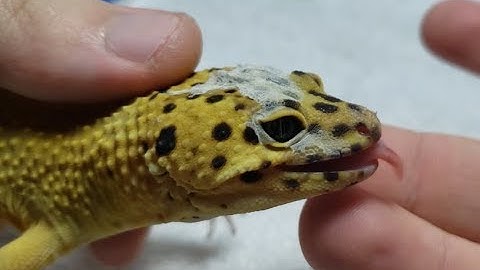Leopard Gecko Stuck Shed Treatment | Updates On Once Blind Gecko