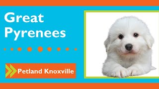 Great Pyrenees Fun Facts by Petland Knoxville 14 views 2 months ago 1 minute