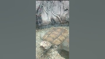 FLORIDA SNAPPING TURTLE