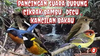 pikat burcil cikrak bambu tledekan decu ||   masteran burung tledekan