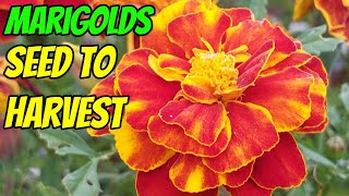 Growing Marigolds from seed | Growing Flowers (UK)