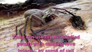 Upset Female Huntsman Spider Ready To Bite