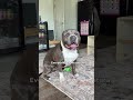 Petite ❌🤣 #dogs #pethumor #funnydog #bullybreed #doghumor Dog life, dog humor, dogs, funny dogs,