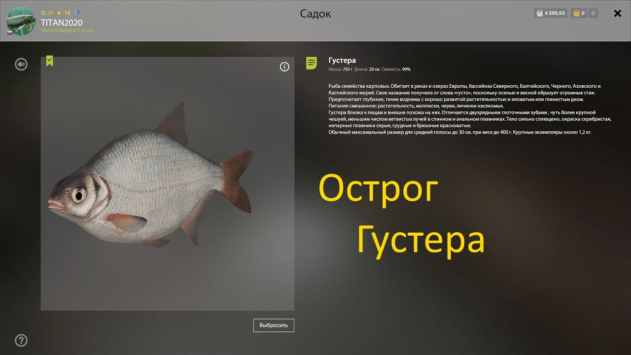 Русская рыбалка 4 густера. Густера ударение. У нас в продаже густера картинка. Густера в сырбарье. Сколько троф густера.