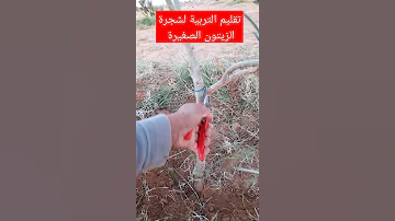 طريقة تقليم شجرة الزيتون الصغيرة تقليم التربية للأشجار الصغيرة 
