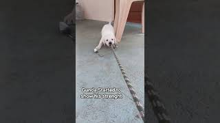 He will be powerful Dog#labrador #retreiver #dog #puppy #goldenretreiver #pets #hebbuli