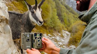 Rut du chamois et pose de pièges photo