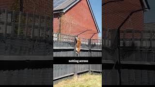 Smart Cats vs. Brilliant Owners! Who Wins? 😂🐾 |