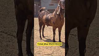 Qurbani Goat Available 50se80 kg wight ma Available For Sale 9929190358