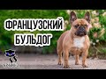 ✔ Французский бульдог –  отличный сторож, крысолов и компаньон для одиноких людей