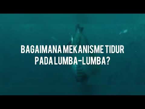 Video: Bagaimana Ikan Lumba-lumba Tidur