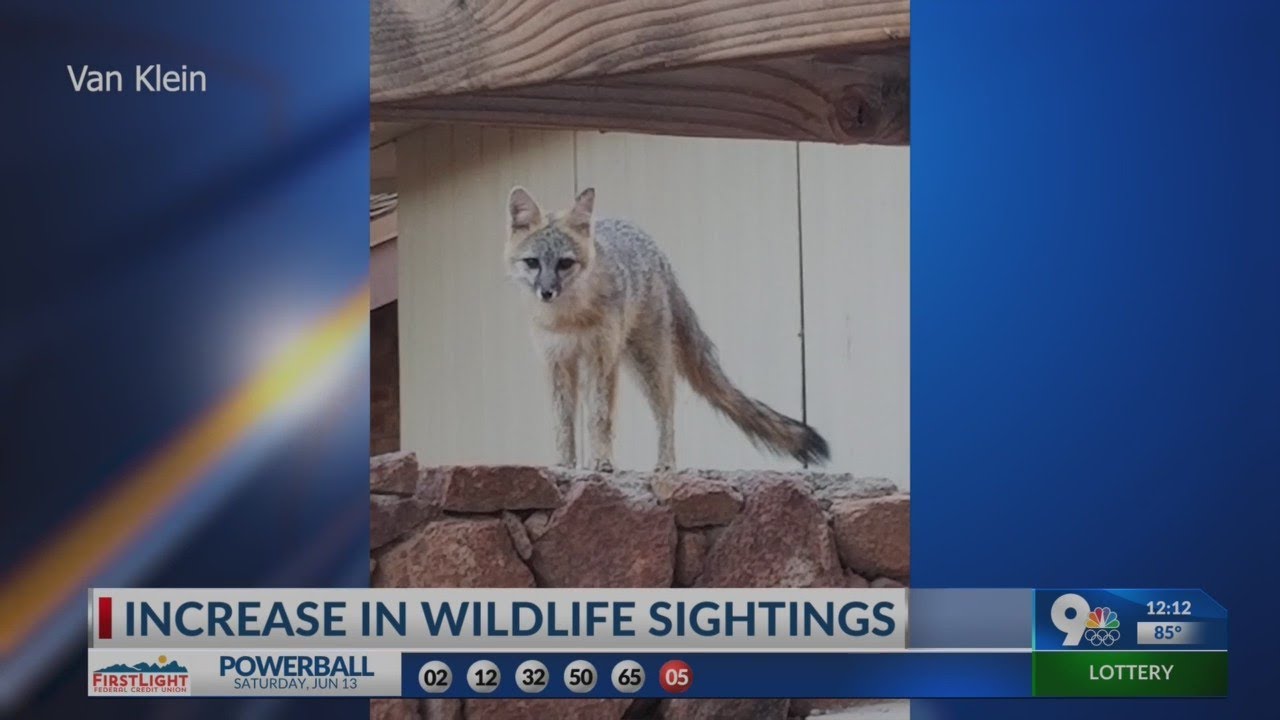 Foxes Seen In East El Paso Backyard YouTube foxes-seen-in-east-el-paso-backyard-youtube