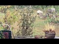 Feeding birds in your garden naturally during the winter! Leave your dried native flowers standing.