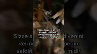 Eldiven Yüzünden Köpek Saldırısına Uğrayan Arkadaş