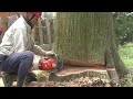 Dangerous Cutting Tree Chainsaw Machine Working, Fastest Removal Felling Tree Technique