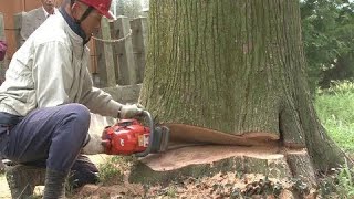 Dangerous Cutting Tree Chainsaw Machine Working, Fastest Removal Felling Tree Technique