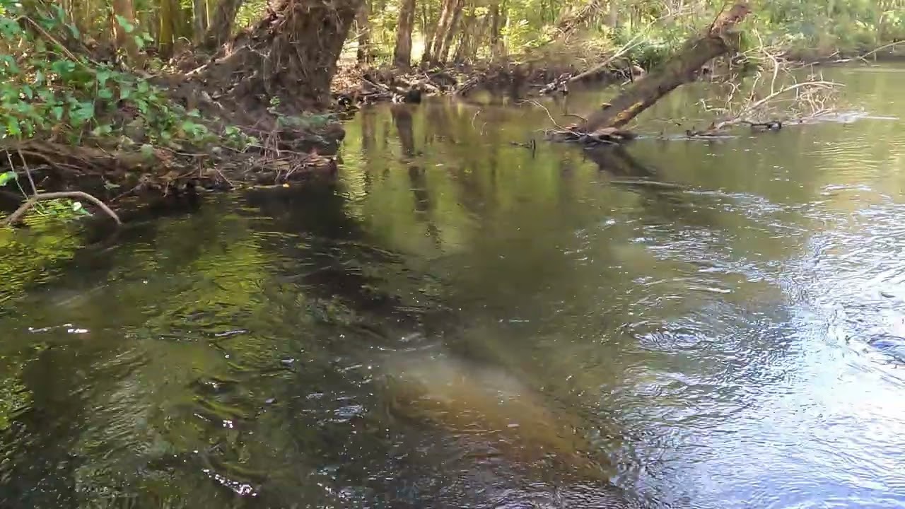 ##bassfishing #kayak #fishing #river #bass