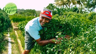 Agricultural Tour of herb farm in Macoya, Trinidad & interview with Dindial Sikumar | GrownHome