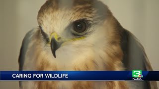 Sacramento wildfire nonprofit treats more injured animals amid pandemic